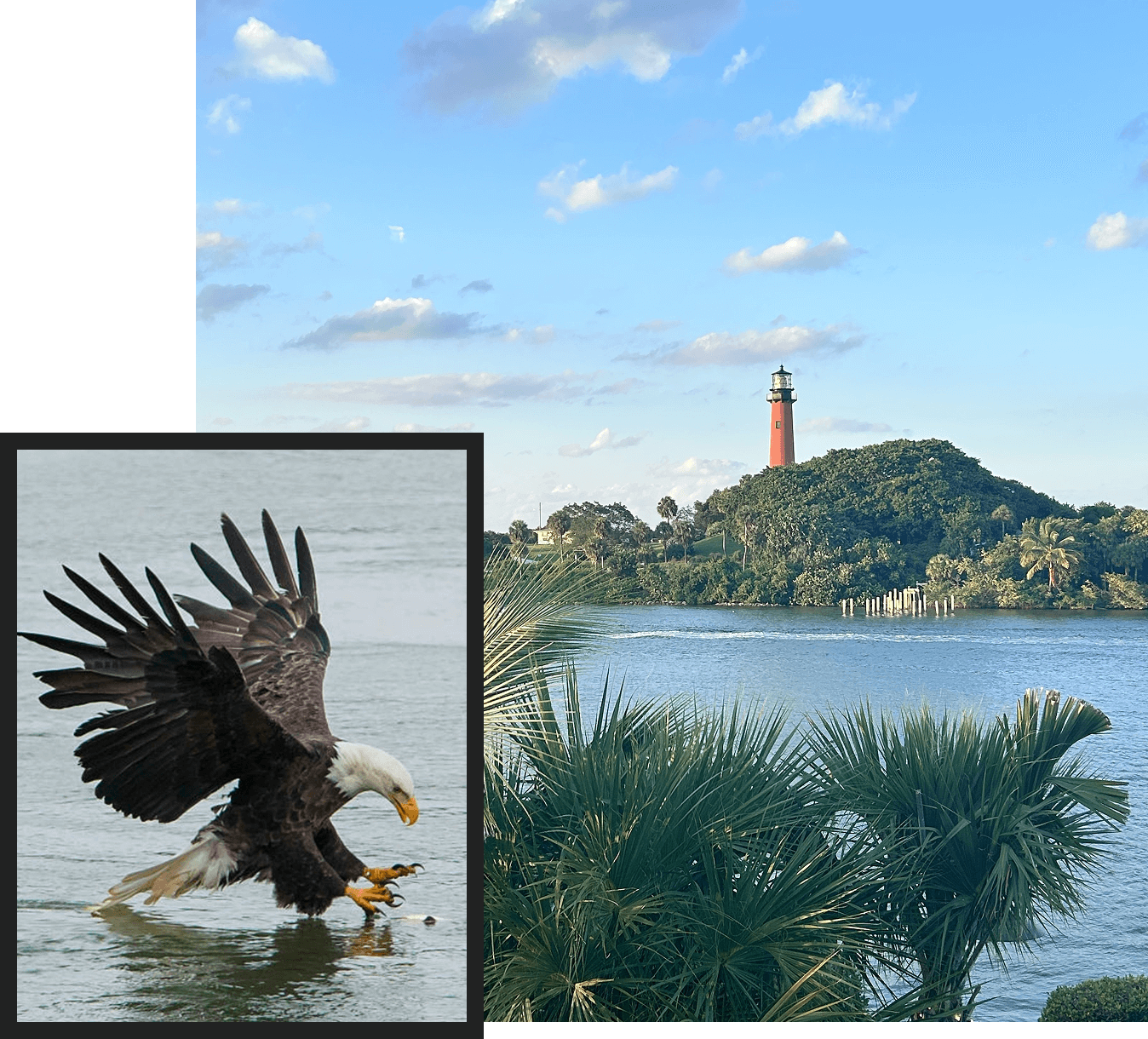 Bald eagle swooping over water; background features a lighthouse on a hill surrounded by trees, with a body of water and palm trees in the foreground.